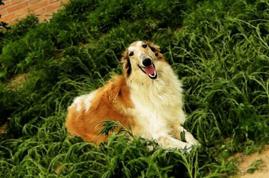 苏俄猎狼犬什么价位，纯种多少钱一只