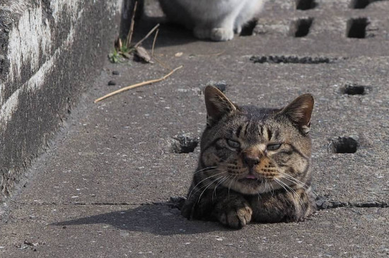 流浪猫会接近哪些人