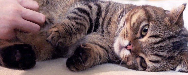 女生可以和猫一起睡觉吗