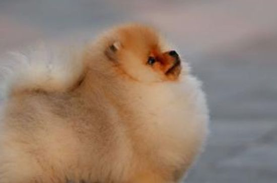 博美犬吃什么，以狗粮为主并适当喂食营养保健品