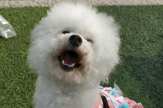 比熊为什么像疯子