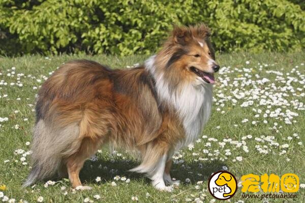 喜乐蒂牧羊犬怎么养，和苏牧犬有什么区别