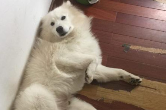 狗狗细小症状