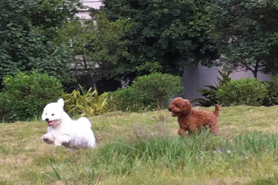 狗狗找不到主人会怎样