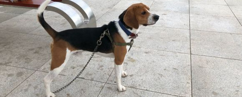 狗狗眼睑外翻能自愈吗