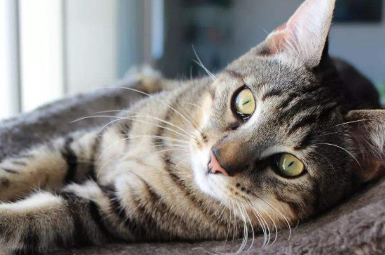 狸花猫和美短的区别