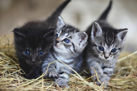 猫能吃骨头吗