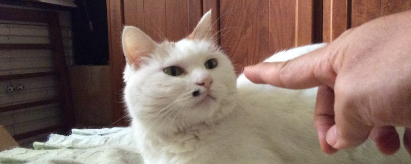 一生气把猫打了个半死
