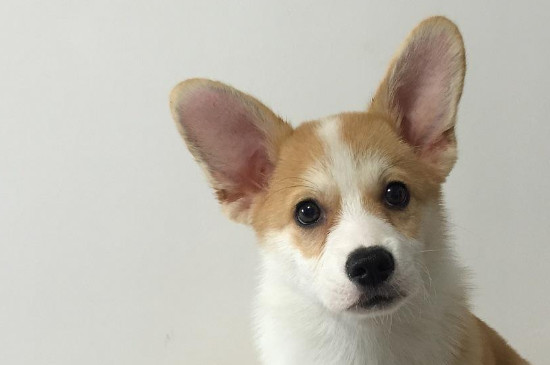 掌握以下六要素养出健康的柯基犬