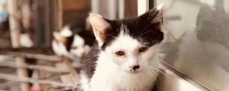 奶牛猫的寿命