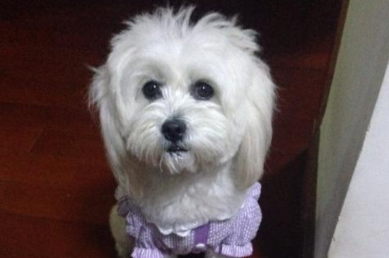 养西施犬的十大坏处