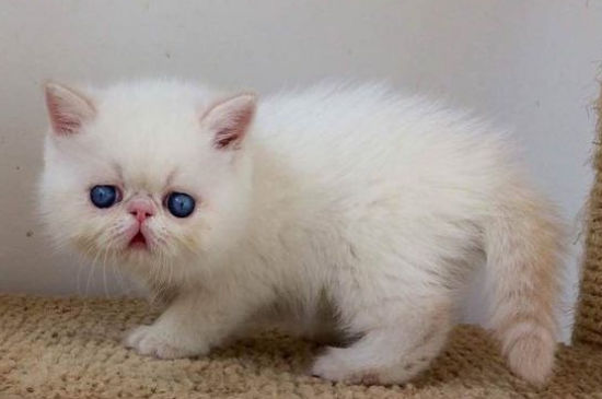 加菲猫第一胎能生几只
