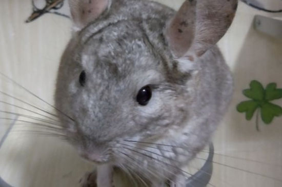 新手养几个月的龙猫容易活