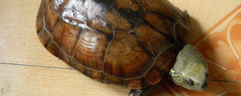 乌龟生蛋怎么办