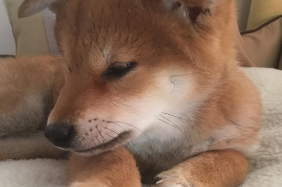 不养日本柴犬的理由