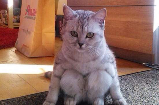 猫死了怎么处理