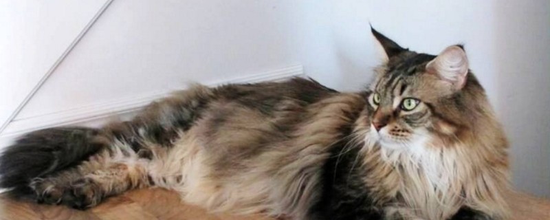 缅因猫认主人吗