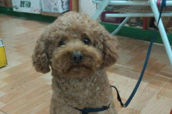 狗吃了车厘子怎么办
