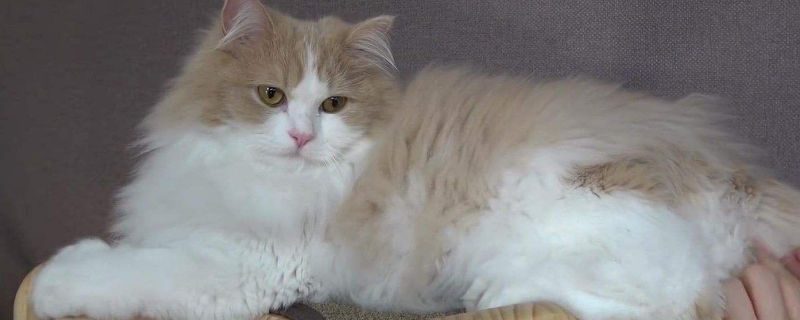 挪威森林猫缺点