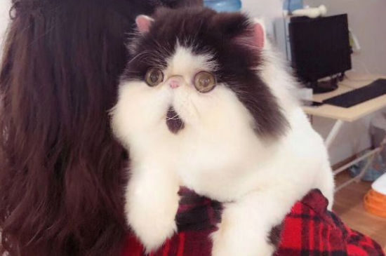 加菲猫吃什么才能长胖