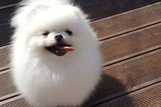 什么狗不臭