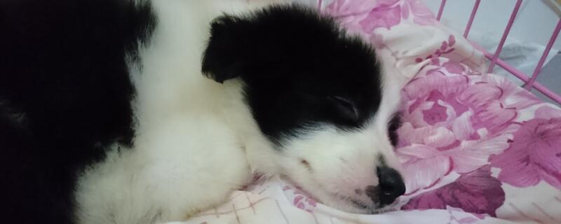小狗感冒的症状有哪些