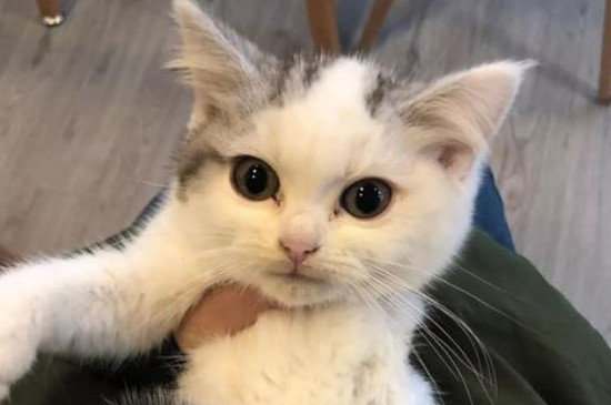 猫吃狗粮会不会有事