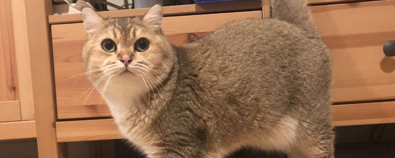 猫抑郁不吃不喝怎么办