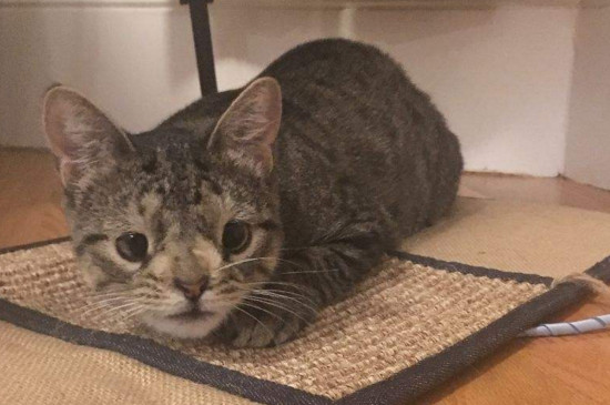 猫咪软骨病早期