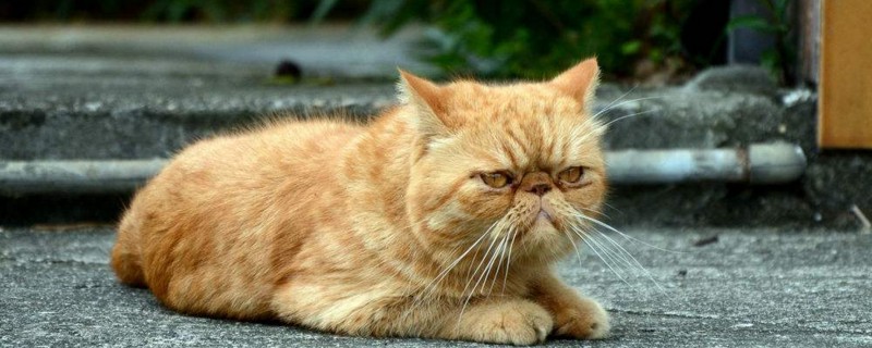 养加菲猫一个月成本