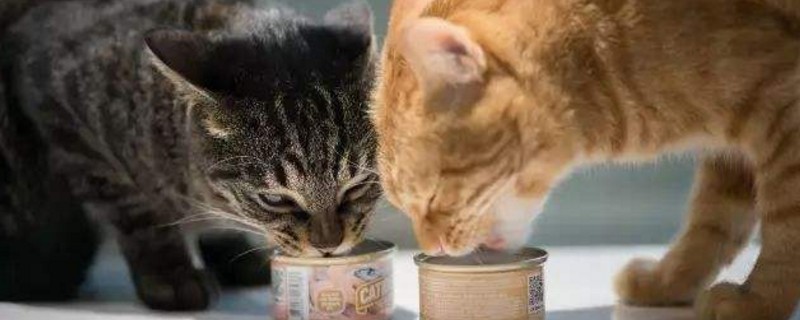 小猫爱放屁很臭怎么办