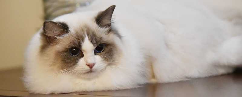 猫驱虫药多久吃一次