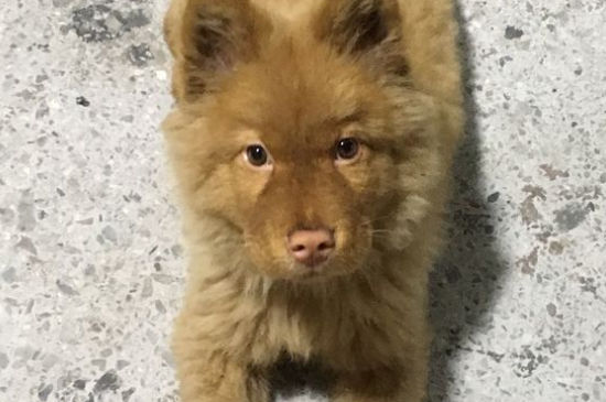 狗狗打狂犬疫苗免费吗