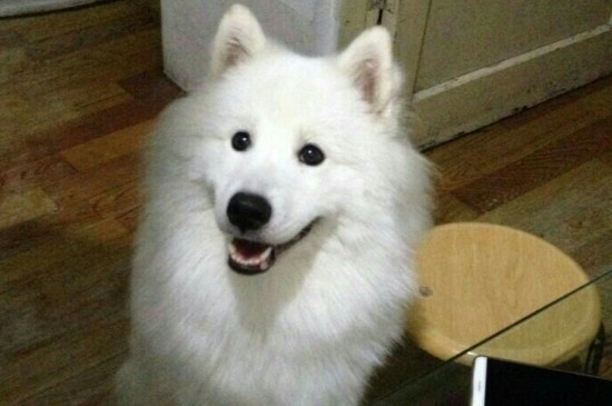 狗狗吃完驱虫药多久能吃饭