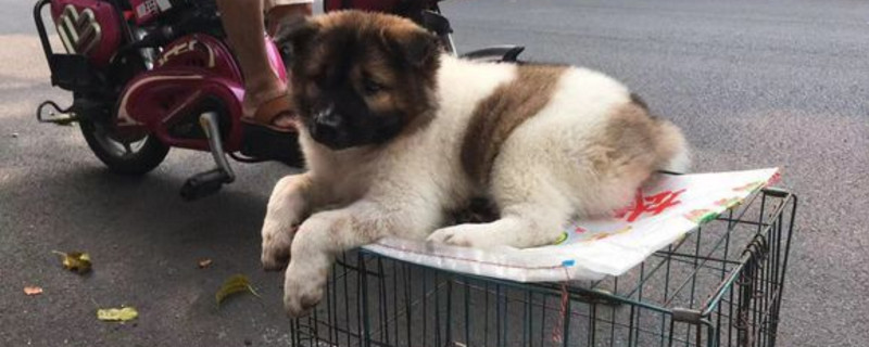 狗狗老是频繁的甩身体