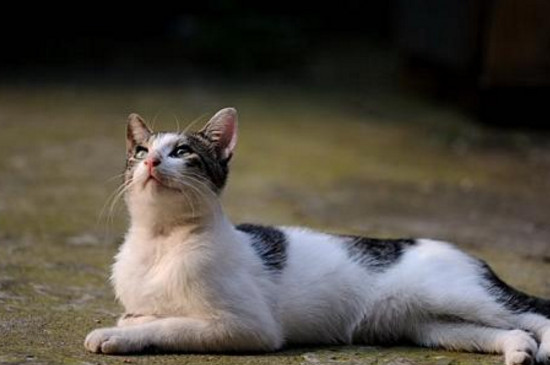 流浪猫身上有病菌吗