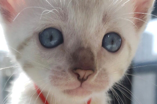 2个月小猫饿了的表现