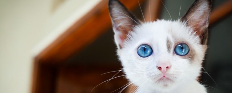 猫舔头发有什么坏处