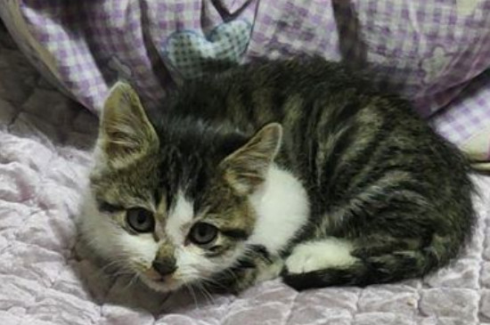 猫咪口臭眼屎多