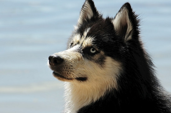 狗得了狂犬病什么表现