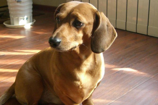 腊肠犬的优点和缺点