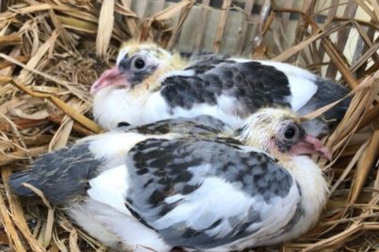 鸽子多大开始手养会亲人