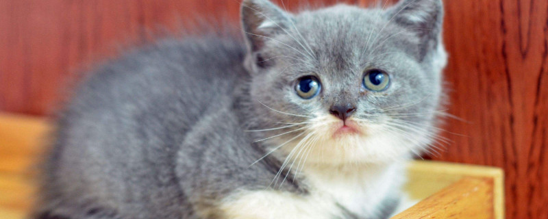 猫咪鼻子长了凸起疙瘩