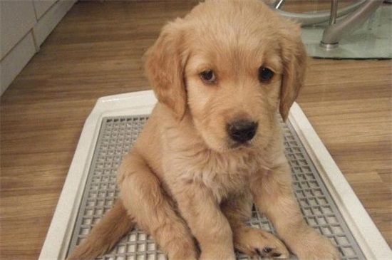 狂犬病狗的症状