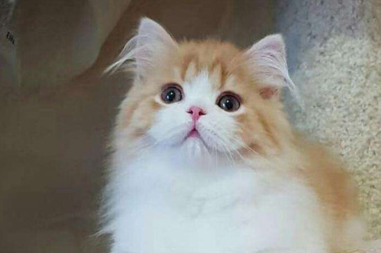 如何判断猫得了神经病