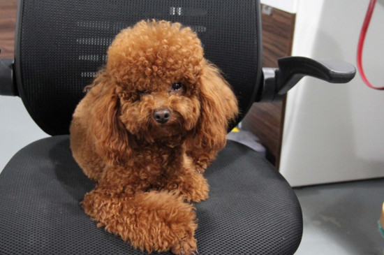 小型犬养什么好