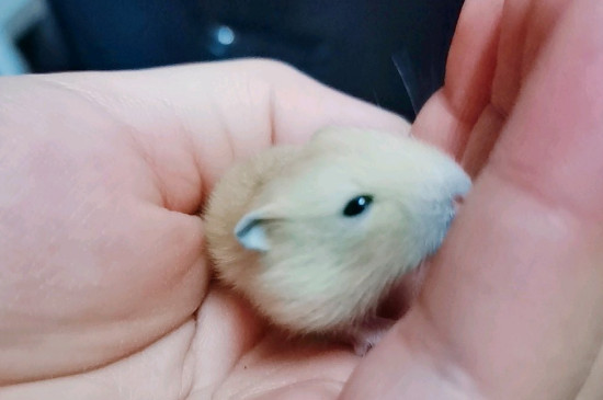 家养仓鼠冬天怎么养