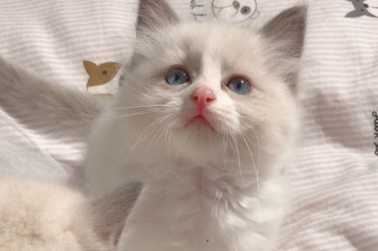 猫脊椎受伤的症状，如何看出猫脊椎受伤