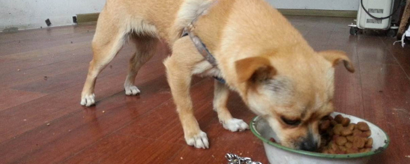 狗不吃东西能活几天