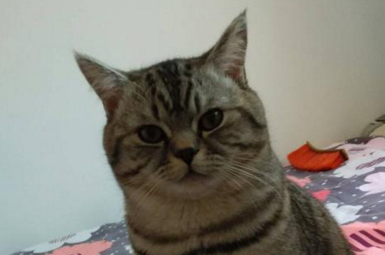 猫耳朵发红
